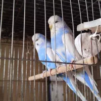مرغ عشق انگلیسی ، قناری