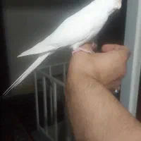 عروس آلبینو نر بالغ و اهلی