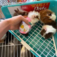 همستر و خوکچه هندی