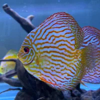 دیسکس فوق العاده حرفه ای و سالم