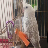 عروس هلندی اهلی
