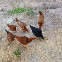 2عددمرغ رسمی  و 4  عددجوجه  6 ماهه یک عددلاری هست