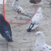 کبوتر گمشده