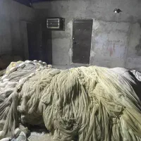 جل کاشغی|ماهیگیری|قشم, |دیوار