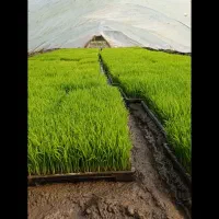 توم هاشمی سبدی  ۲۳۰/۰۰۰
