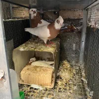 طوقی زرد