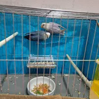 طوطی کوتوله