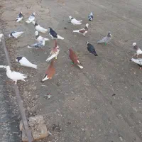 کفتر رنگه