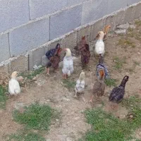 جوجه یک ماهه