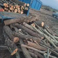 خرید انواع چوب ساختمانی درخت