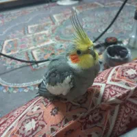 عروس هلندی