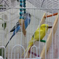 مرغ عشق با تمام تجهیزات