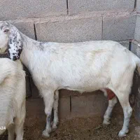 بزدورگ ودوقولو  شیری