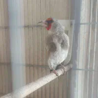 سهره دورگ نر