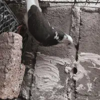 شازده مست