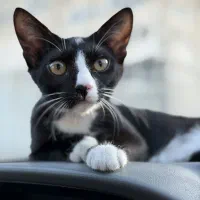 گربه|گربه|بندرعباس, |دیوار