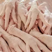 غذا خام (مخلفات مرغ) سگ گریه