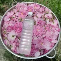 گلاب دوآتیشه کاشان