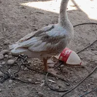 غاز بزرگ وجوجه مرغ سیاه