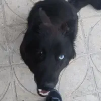 سگ ژرمن بلک شولاین ماده