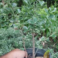 شمشاد نقره ای ،سطل ۳