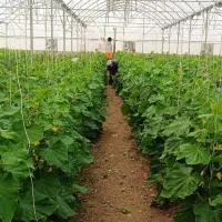 کارگر گلخانه، نصاب گلخانه