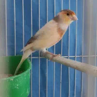قناری نر کشیده و مست معاوضه با گرینچیک