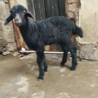 سه تا بره نر و ماده
