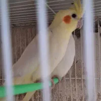 عروس هلندی نر