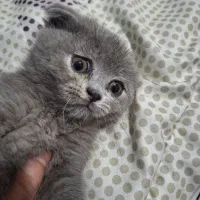 بچه گربه اسکاتیش بلو صورت خرسی
