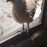 جوجه مرغ