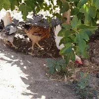 جوجه محلی