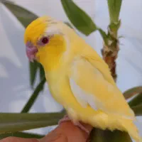 طوطی پروتلت زرد