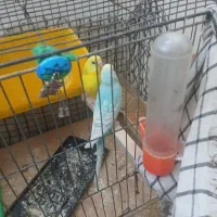 یک جفت مرغ عشق تخم گذار و نر رنگ خاس