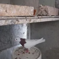کبوتر طوقی