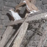 ساده نره چپ ماده