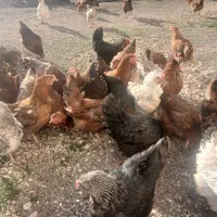 گلپایگانی