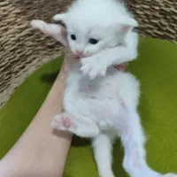 گربه بریتیش پرشین سفید و رنگی (کاراملی و‌گارفیلدی)