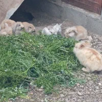 خرگوش لوپ  رودان