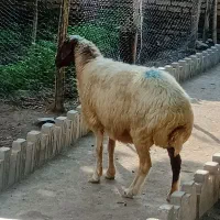 میش