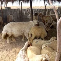 فروش قوچ درج یک میش