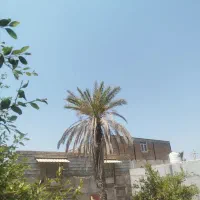 رطب
