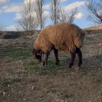 فروش بره چاق کشتاری