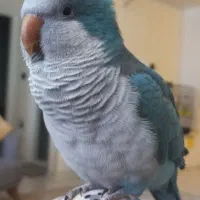 راهب آبی نر بالغ