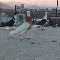 کفتر