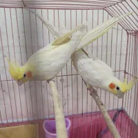 جفت عروس هلندی لوتینو مولد(شرطی)