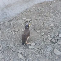 جوجه مینا دستی