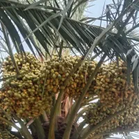 خارک حاج باقری اصل
