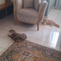 مبل چوب روس پارچه تدی نو