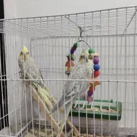 جفت عروس هلندی
